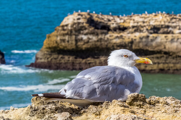 Goéland sur falaises de Biarritz, France 