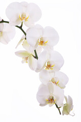 Branch with tropical orchid flowers on white background