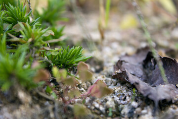 close up Songyeopkkuk leaves and ground.