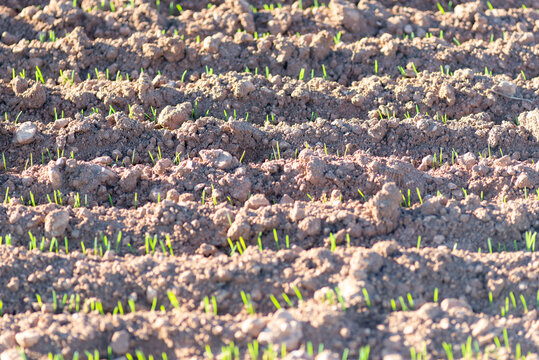 Primeros brotes de cereal naciendo entre los surcos de la tierra en un campo de cultivo castellano. Tomada en Burgos en noviembre de 2020.