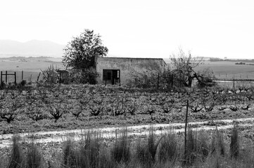 old barn in the field