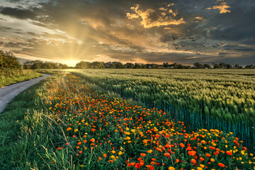 The Landscape Of Fehmarn - Sunset At A Field With Colorful Flowers