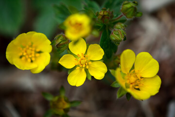 Obraz na płótnie Canvas 野原に咲くヘビイチゴの黄色い花