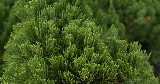 Pine tree lush green small fir needles