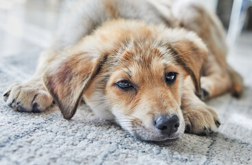 A cute ginger white puppy put his muzzle on the carpet in close-up