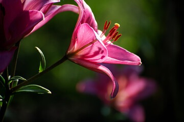 Blooming pink lily in the sun. Flower bud closeup.