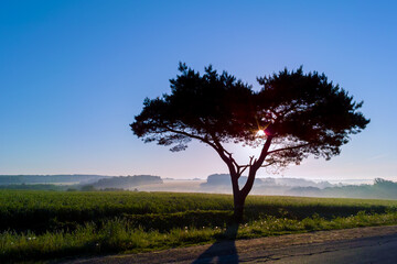 Lonely tree in the field