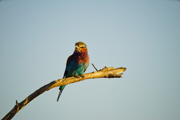 Lilac-breasted Roller is standing on a tree branch. The national bird of Kenya. Large numbers of animals migrate to the Masai Mara National Wildlife Refuge in Kenya, Africa. 2016.