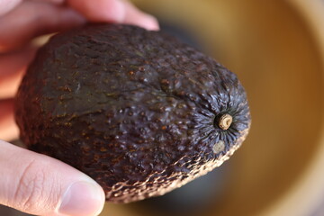 organic avocado freshly harvested in the field on a macro scale