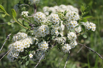 white flowers in the forest