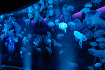 jellyfish in the blue © owmin