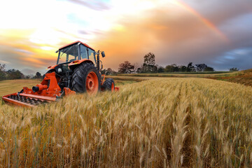 Tractor working on the  rice fileds barley farm at sunset time, modern agricultural transport.
