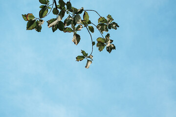 Several dry leaves on a tree branch with blue sky in background