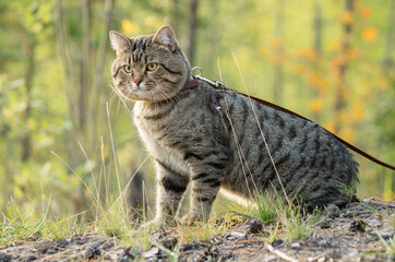 A pet cat on a walk in a pine forest.