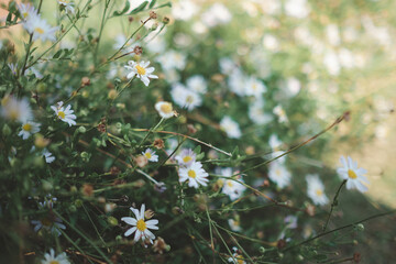 Daisies planted in the garden with the morning sun