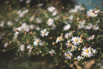 Daisies planted in the garden with the morning sun