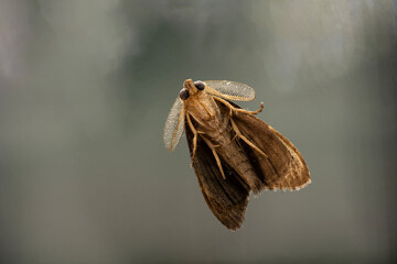 moth