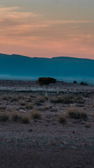 lonely tree in desert horizontal
