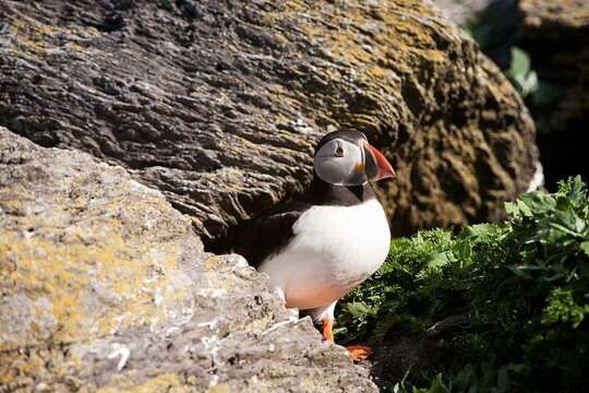 Atlantic puffin (Fratercula arctica) perching on a cliff, Skellig Michael, Republic of Ireland