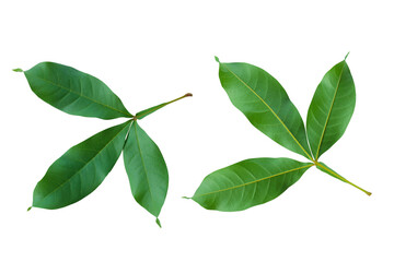 green leaves isolated on white