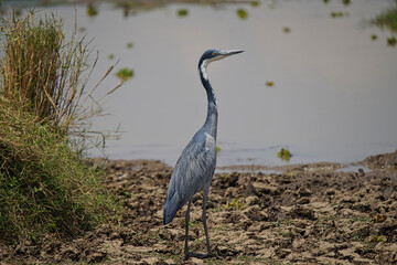 The black-headed heron (Ardea melanocephala) stands by the pond. Gazing ahead. Large numbers of animals migrate to the Masai Mara National Wildlife Refuge in Kenya, Africa. 2016.
