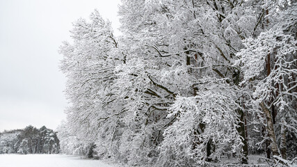 Schneebedeckte Bäume im Winter