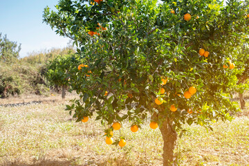 Beautiful nature scene with fresh ripe orange fruits on a branch of an orange tree in a sunny...