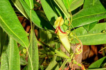 Nepenthes are plants that can catch insects.