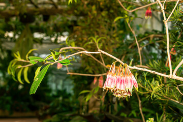 Some pollen that has already bloomed