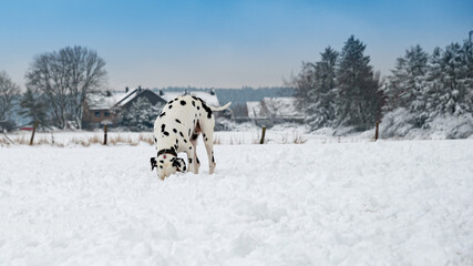Dalmatiner auf der Suche, der seinen Kopf in den Schnee steckt 