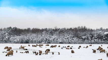 Schafherde im Winter auf einer verschneiten Wiese