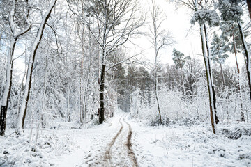 Schnee im Wald mit Weg und Spuren