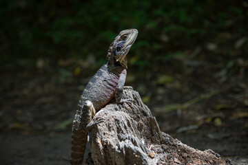 Australian water dragon sitting on a log.