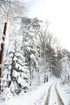 Einsamer verschneiter Waldweg mit Spuren im Winter, hochkant