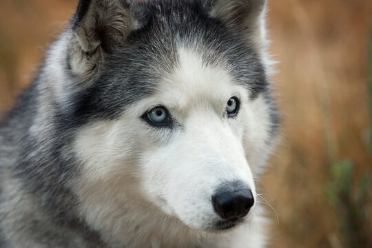Closeup of a Husky sitting in high grass. - dogs - Powered by Adobe