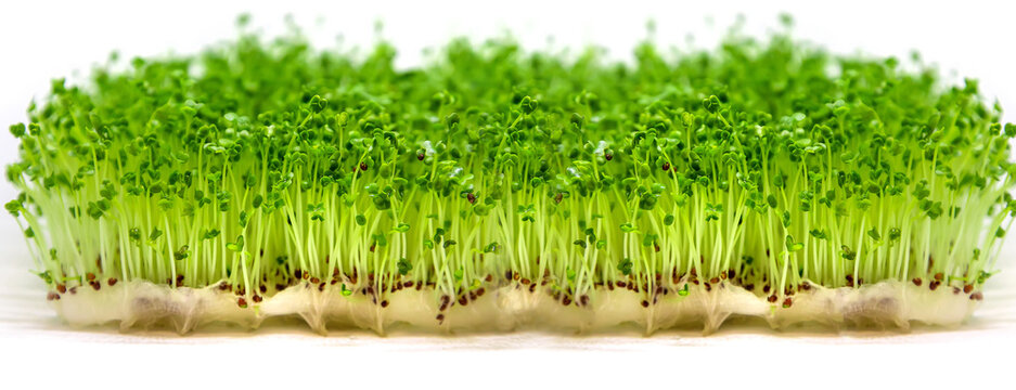 Microgreen arugula sprouts isolate on a white background. Selective focus.