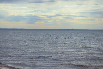 Fototapeta na wymiar calm seas with cloud color and seagulls flying over the water