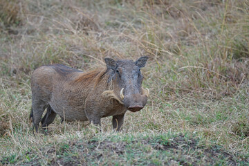 The warthog (Phacochoerus africanus) play on the grass. It has two sharp fangs. Large numbers of animals migrate to the Masai Mara National Wildlife Refuge in Kenya, Africa. 2016.