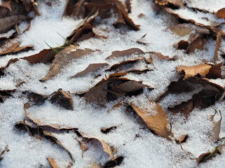 枯葉と雪