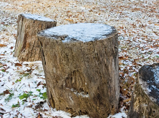 切り株と雪
