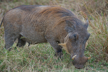 The warthog (Phacochoerus africanus) play on the grass. It has two sharp fangs. Large numbers of animals migrate to the Masai Mara National Wildlife Refuge in Kenya, Africa. 2016.