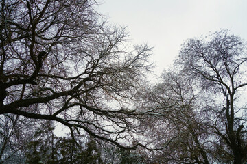 In winter it made a nest of snow in the branches of trees
