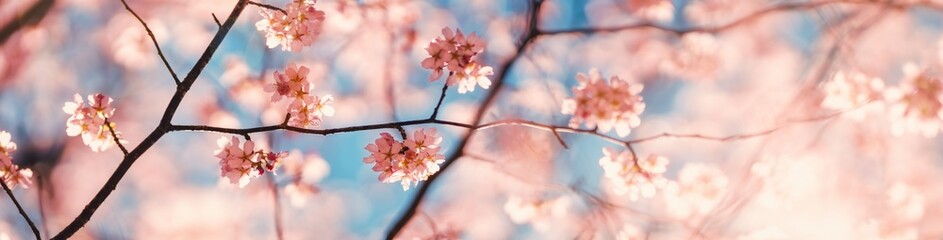 Blurred sakura tree twigs on blue background.
