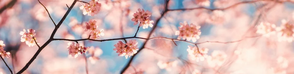Fleecedeken met foto Blurred sakura tree twigs on blue background. © candy1812