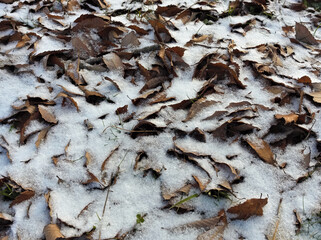枯葉と雪