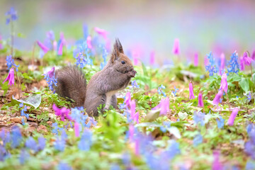 エゾリス 北海道樺戸郡浦臼町 浦臼神社 カタクリ エゾエンゴサク