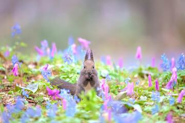 エゾリス 北海道樺戸郡浦臼町 浦臼神社 カタクリ エゾエンゴサク