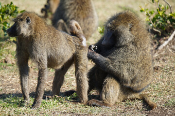 This male baboon is standing on the grass. Let the female baboon groom his rump. Large numbers of...