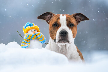 Dog with little funny dressed snowman in winter. American staffordshire terrier dog.