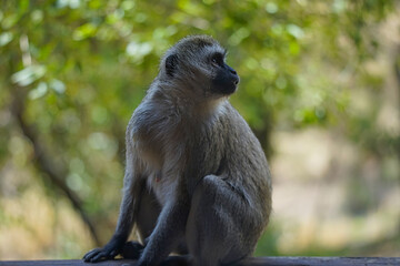 The vervet monkey (Chlorocebus pygerythrus) sits, staring into the distance. Large numbers of animals migrate to the Masai Mara National Wildlife Refuge in Kenya, Africa. 2016.